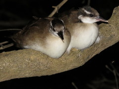 Heliornis fulica