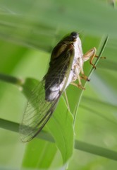 Diceroprocta vitripennis