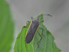 Staluptus marginalis