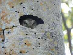 Margarobyas lawrencii