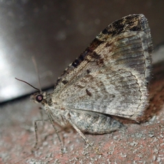 Xanthorhoe quadrifasiata