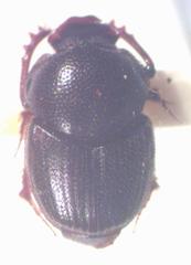 Onthophagus landolti