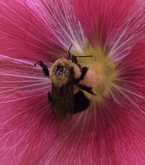 Bombus bimaculatus
