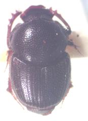 Onthophagus landolti