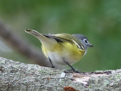 Vireo solitarius