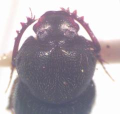 Onthophagus landolti