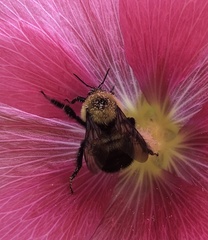 Bombus bimaculatus
