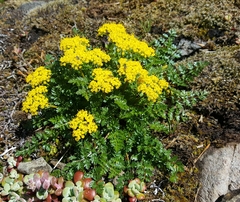 Lomatium hallii