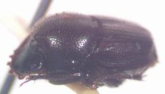 Onthophagus landolti