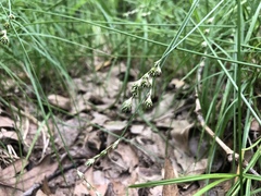 Carex albolutescens