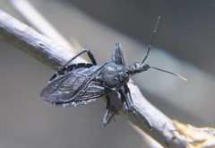 Apiomerus longispinis