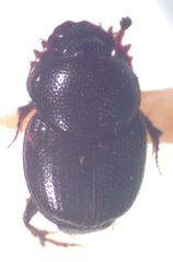 Onthophagus landolti