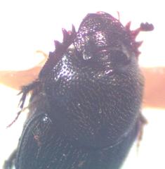 Onthophagus landolti