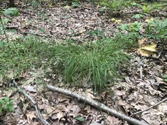 Carex albolutescens