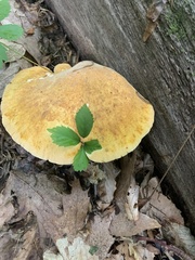 Buglossoporus quercinus