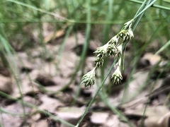 Carex albolutescens