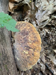 Buglossoporus quercinus