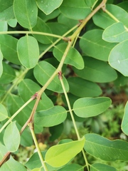 Robinia pseudoacacia