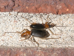 Brachinus adustipennis