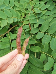 Robinia pseudoacacia