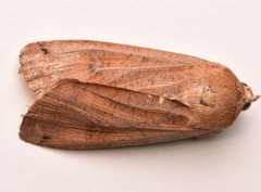 Noctua pronuba