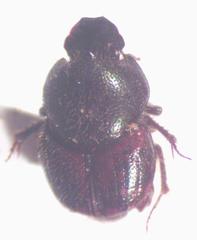 Onthophagus hoepfneri