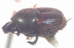 Onthophagus hoepfneri
