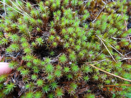 Polytrichum juniperinum