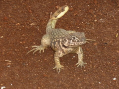 Leiocephalus carinatus