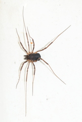 Protolophus niger