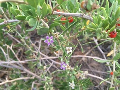 Lycium torreyi
