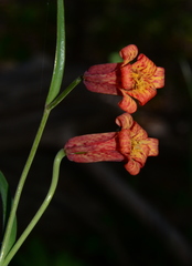 Fritillaria recurva