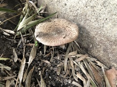 Gymnopilus luteofolius