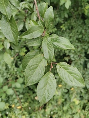 Prunus cerasifera