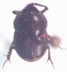 Onthophagus landolti