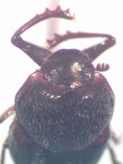 Onthophagus landolti