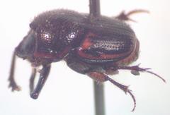 Onthophagus landolti