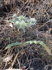 Eryngium jepsonii