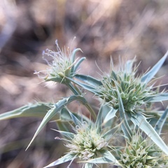 Eryngium jepsonii