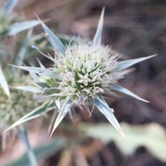 Eryngium jepsonii