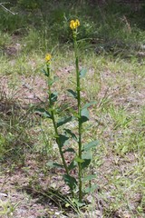 Verbesina helianthoides