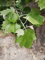 Populus alba