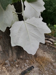 Populus alba