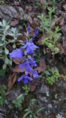 Lobelia sublibera