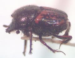 Onthophagus hoepfneri
