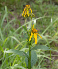 Verbesina helianthoides