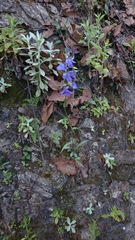 Lobelia sublibera