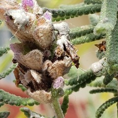 Liorhyssus hyalinus