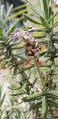 Liorhyssus hyalinus