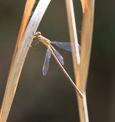 Lestes alacer